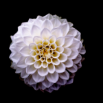 Untitled design (15)